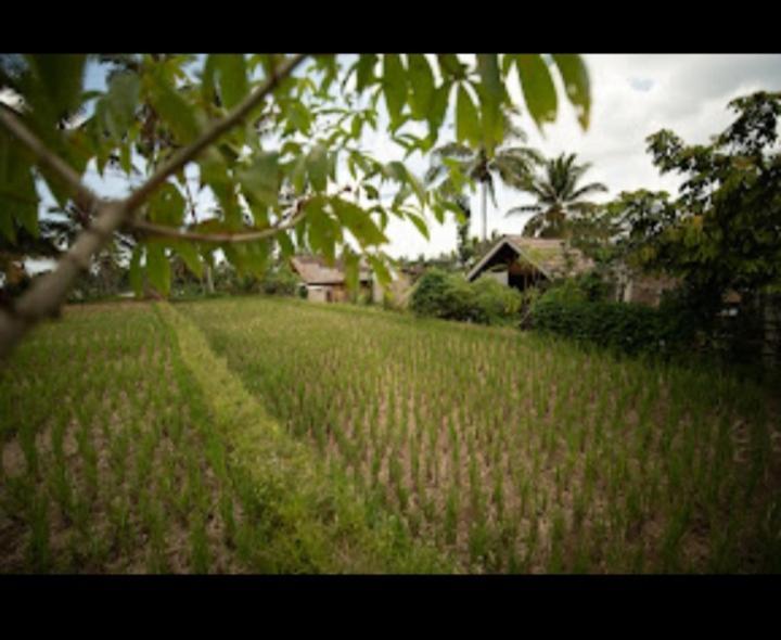 Citra Homestay Tetebatu Esterno foto