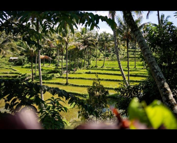 Citra Homestay Tetebatu Esterno foto